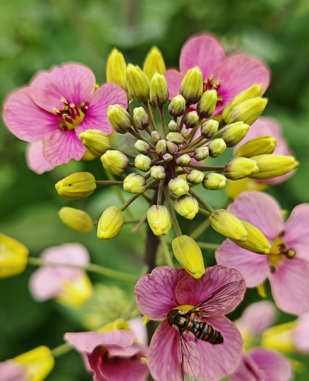 在春日的微风里，它褪去了金黄的俗套，换上了一袭淡雅的粉紫裙裳。花瓣边缘晕染着淡淡