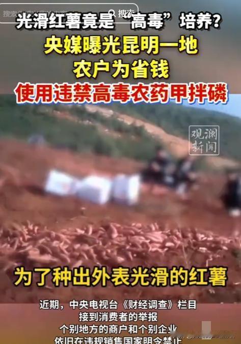 央视曝光毒红薯：我们吃的不是红薯，是农业的良知
昨天看新闻，震惊得说不出话——为