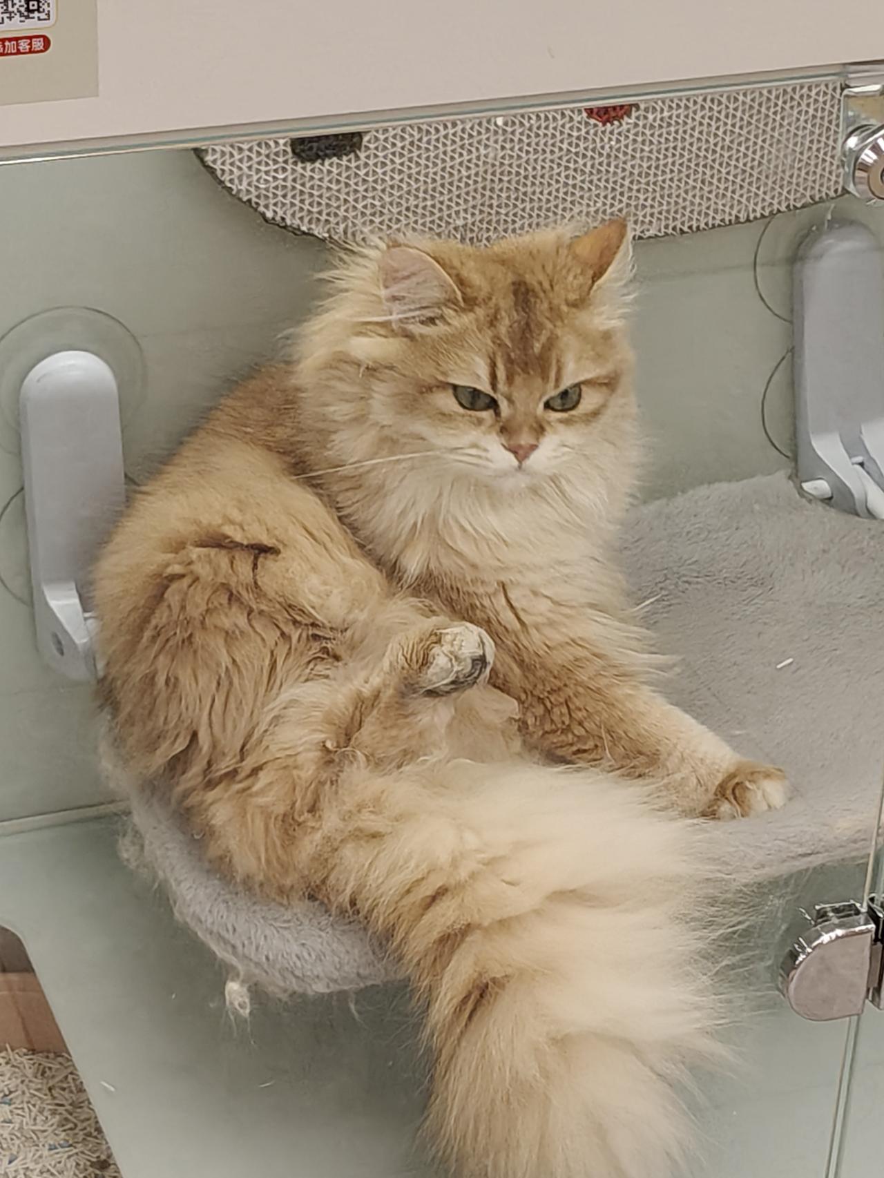 好久没逛商场了，今天路过家附近的银座和谐广场，进去转了一圈。银座里的实体店很多，