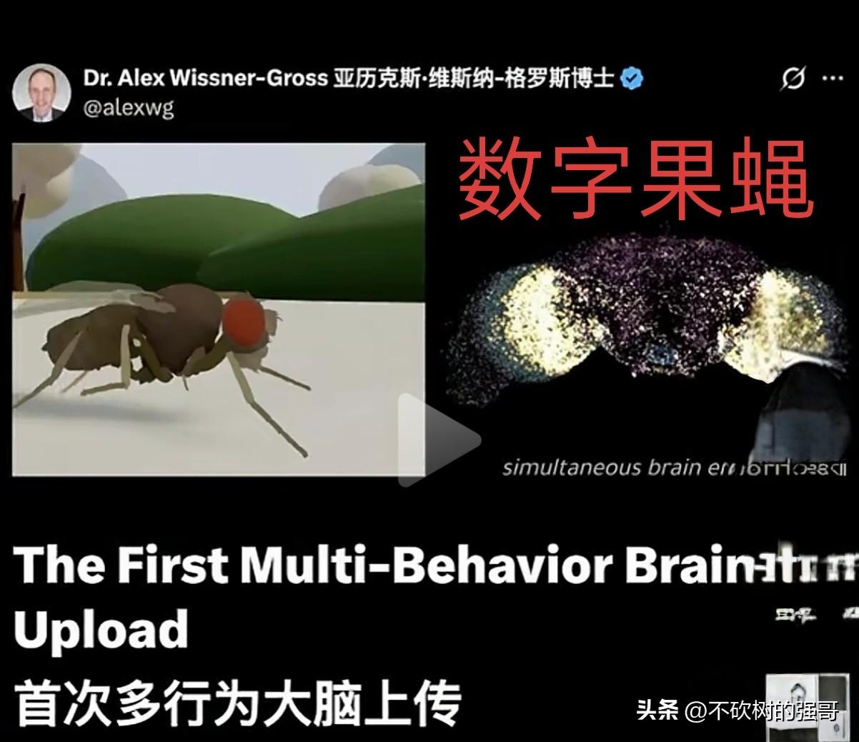 《黑客帝国》走进现实，数字果蝇面世。
看过电影《黑客帝国》的都熟悉，里面存在两个