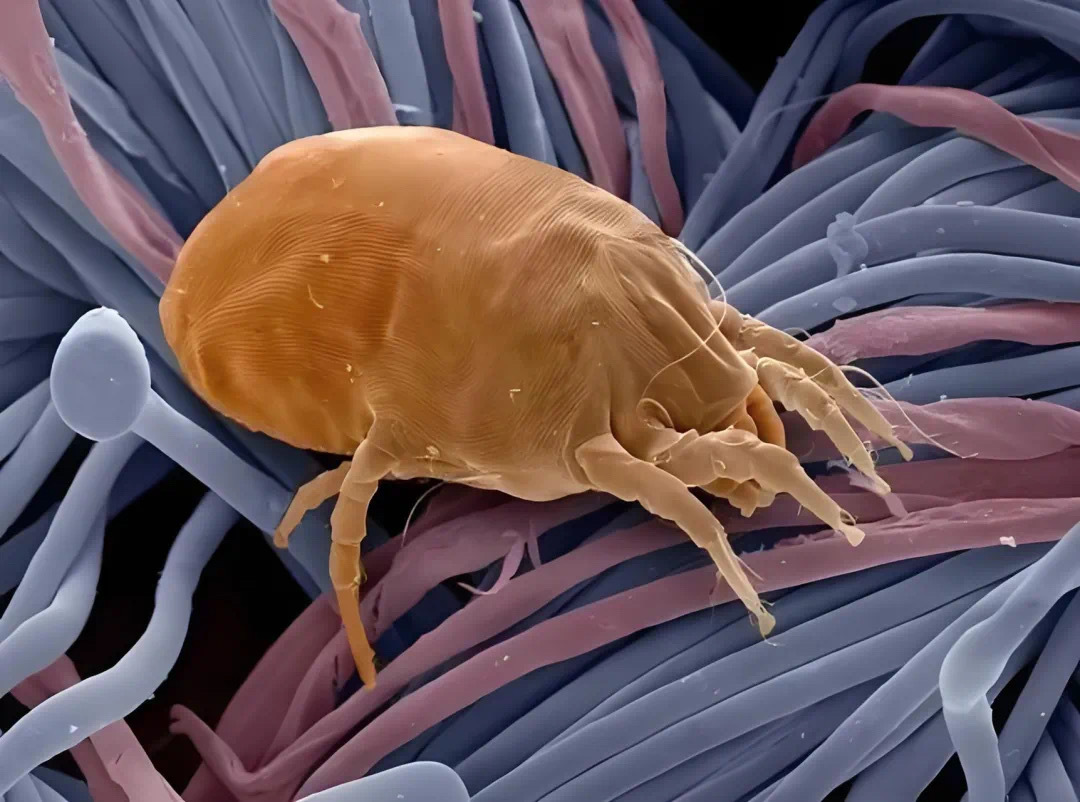 #对尘螨过敏者家中不建议使用地毯# 螨虫，它们是肉眼看不见的微生物，致敏性极强。