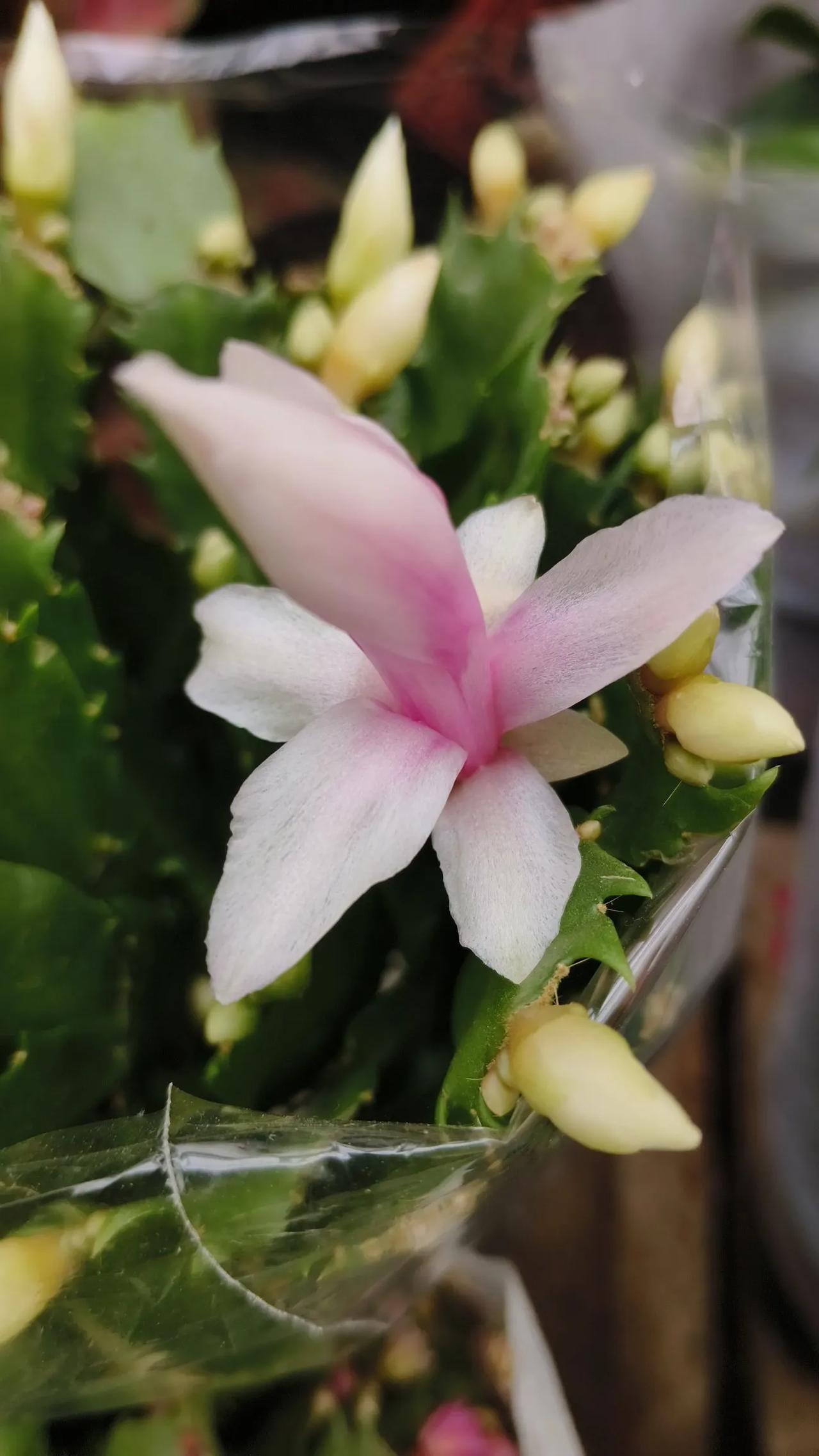 这是什么花？
是不是蟹爪兰？
是不是嫁接的？