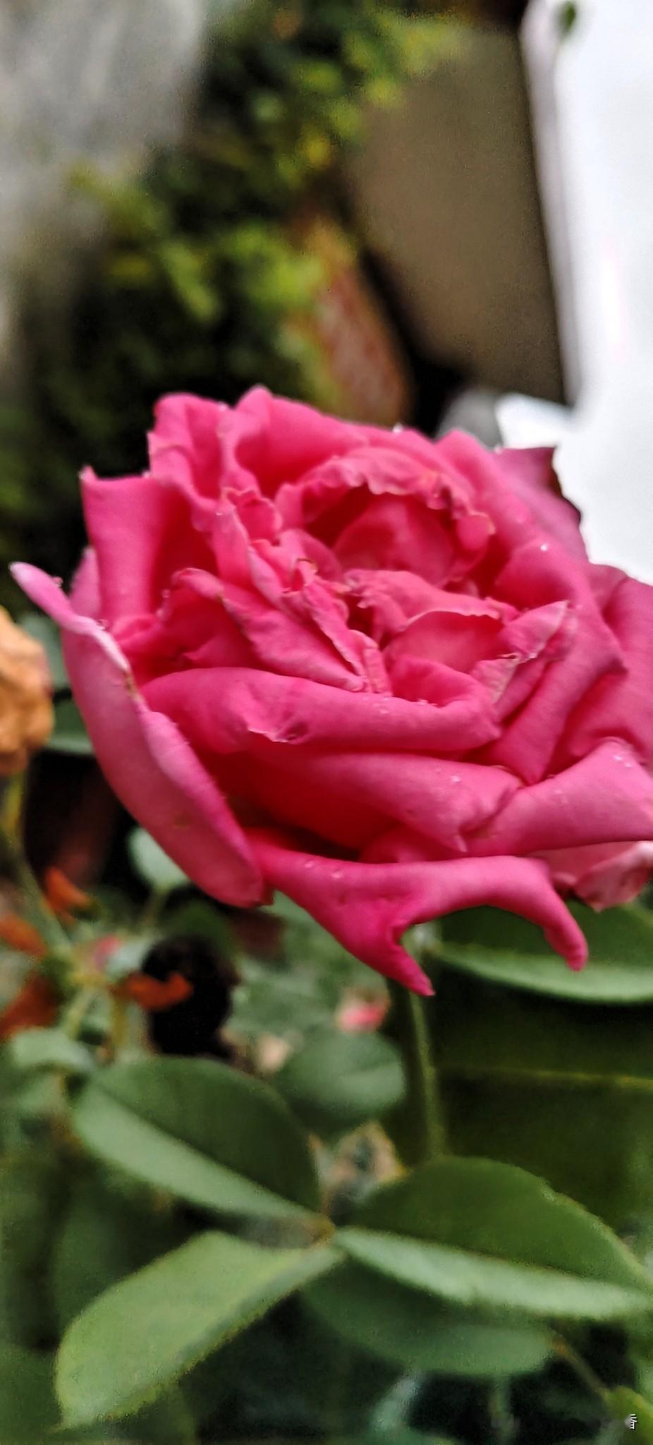 粉嫩玫瑰，绽放春日里的浪漫与温柔。🌹🌸