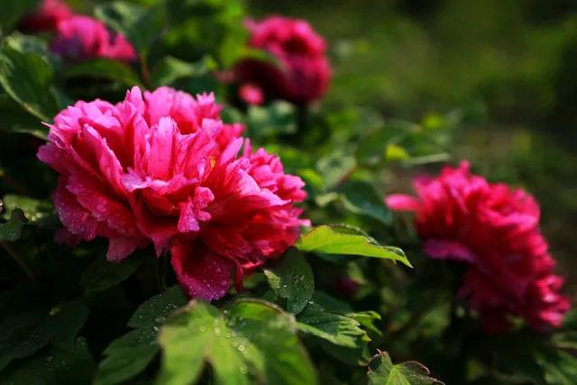 牡丹芍药
自是红尘一朵葩，
笑迎风雨度年华。
学得牡丹接谷雨，
也象芍药迎盛夏。