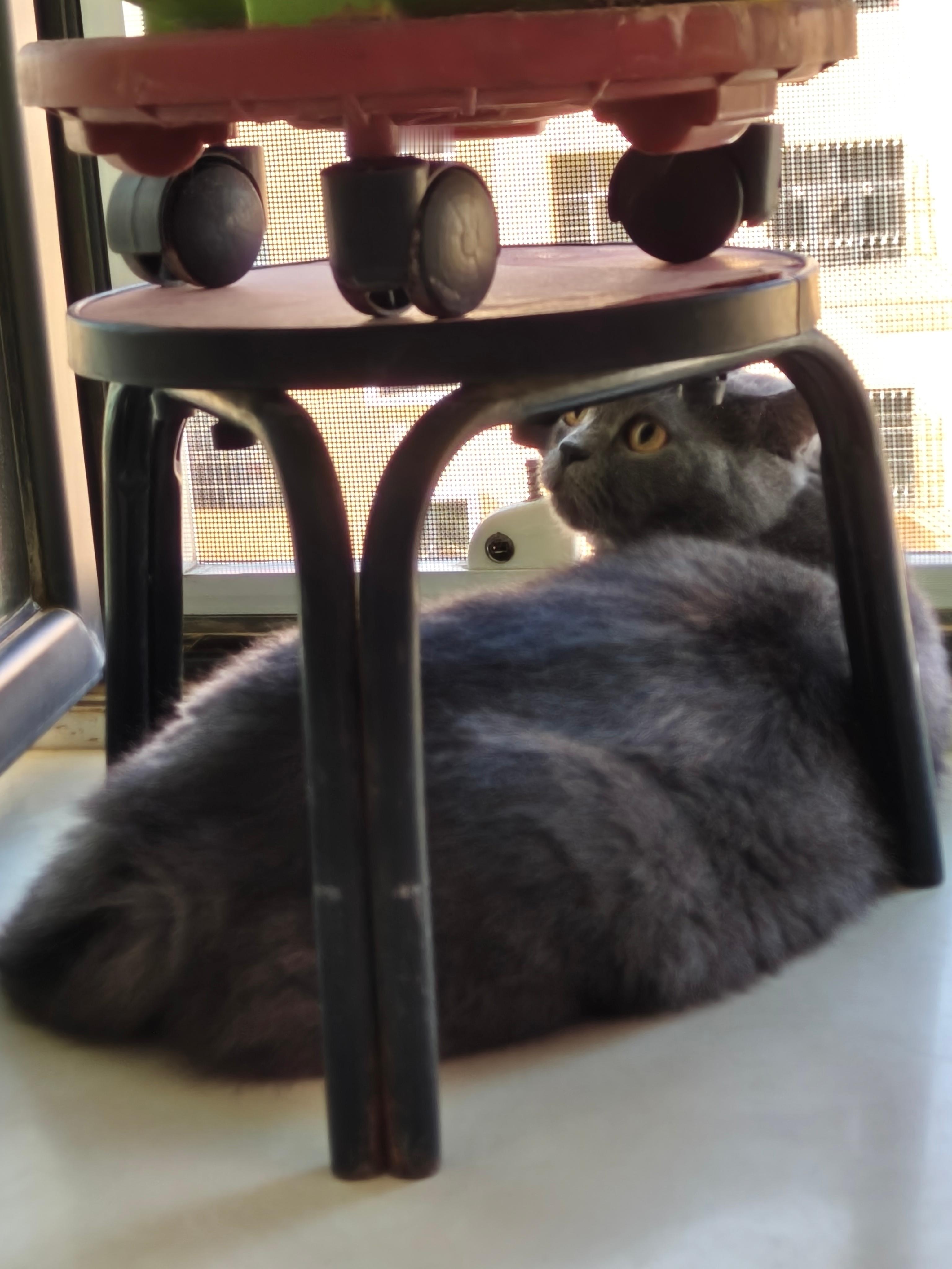 好鱿鱼的一只猫 就像早上的我 