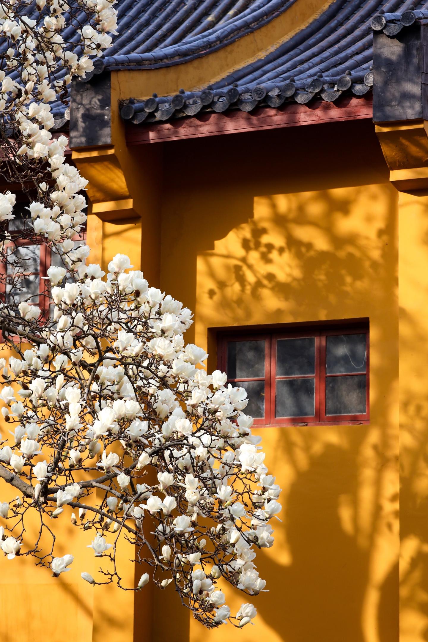 春天来杭州，我只去1个地方。hi~我是猪肝面🐷 做为杭州本地土著+拥...