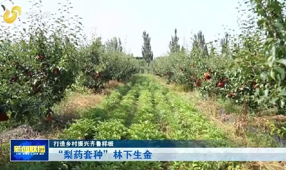 聊城冠县的乡亲们，这“梨药套种”的模式可真是火出圈了！连山东新闻联播都专门来报道