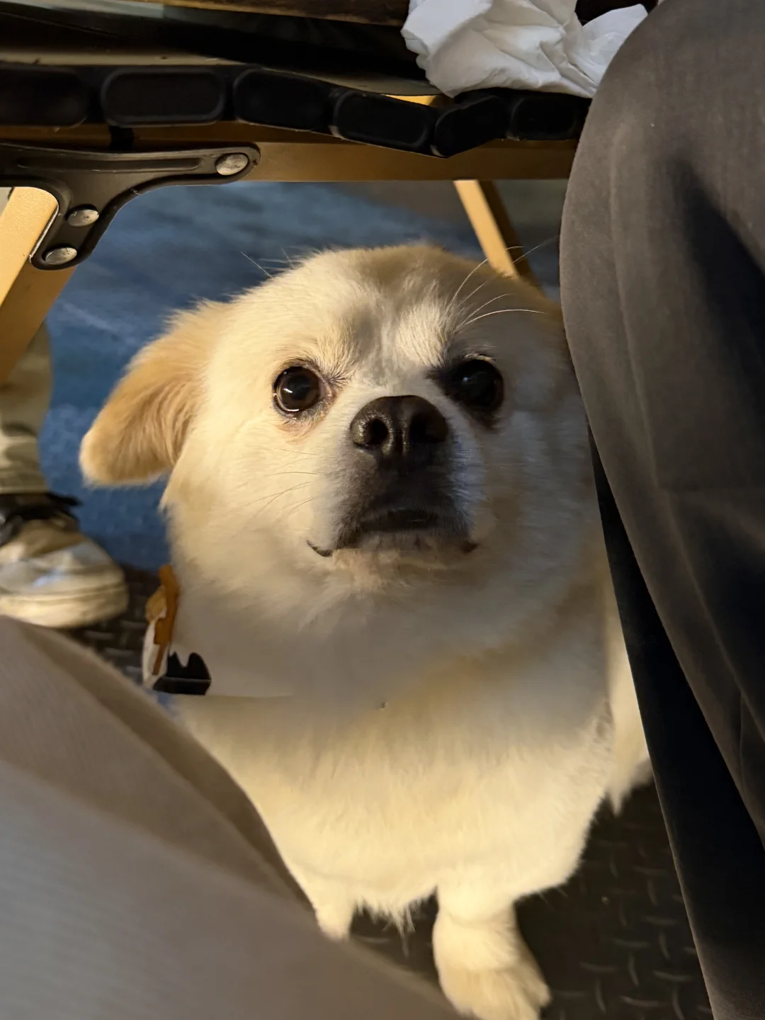 怎么办，就是喜欢这种窝囊相小狗😢