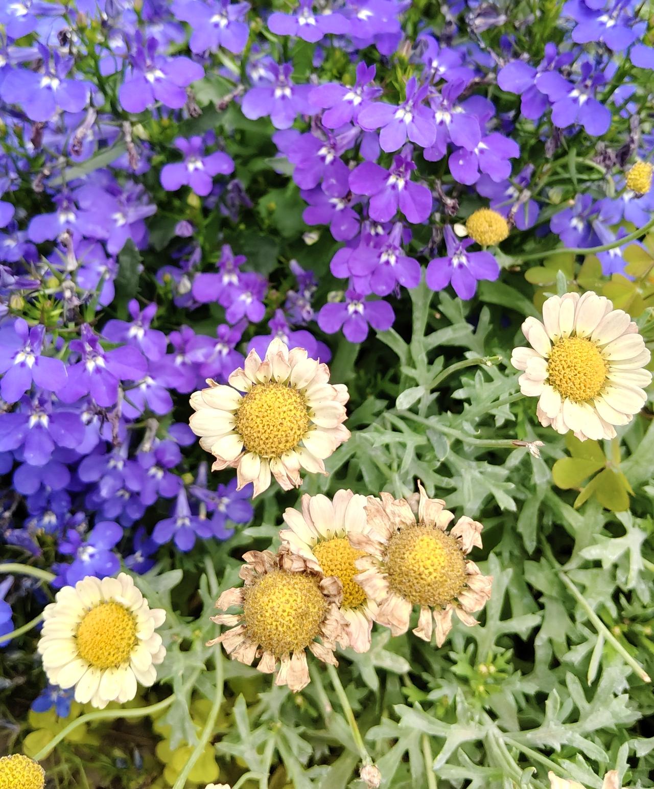 小花小草自有芬芳
北京国际花展珍品荟萃，名贵花卉在展厅展台上次第绽放、风姿绰约。