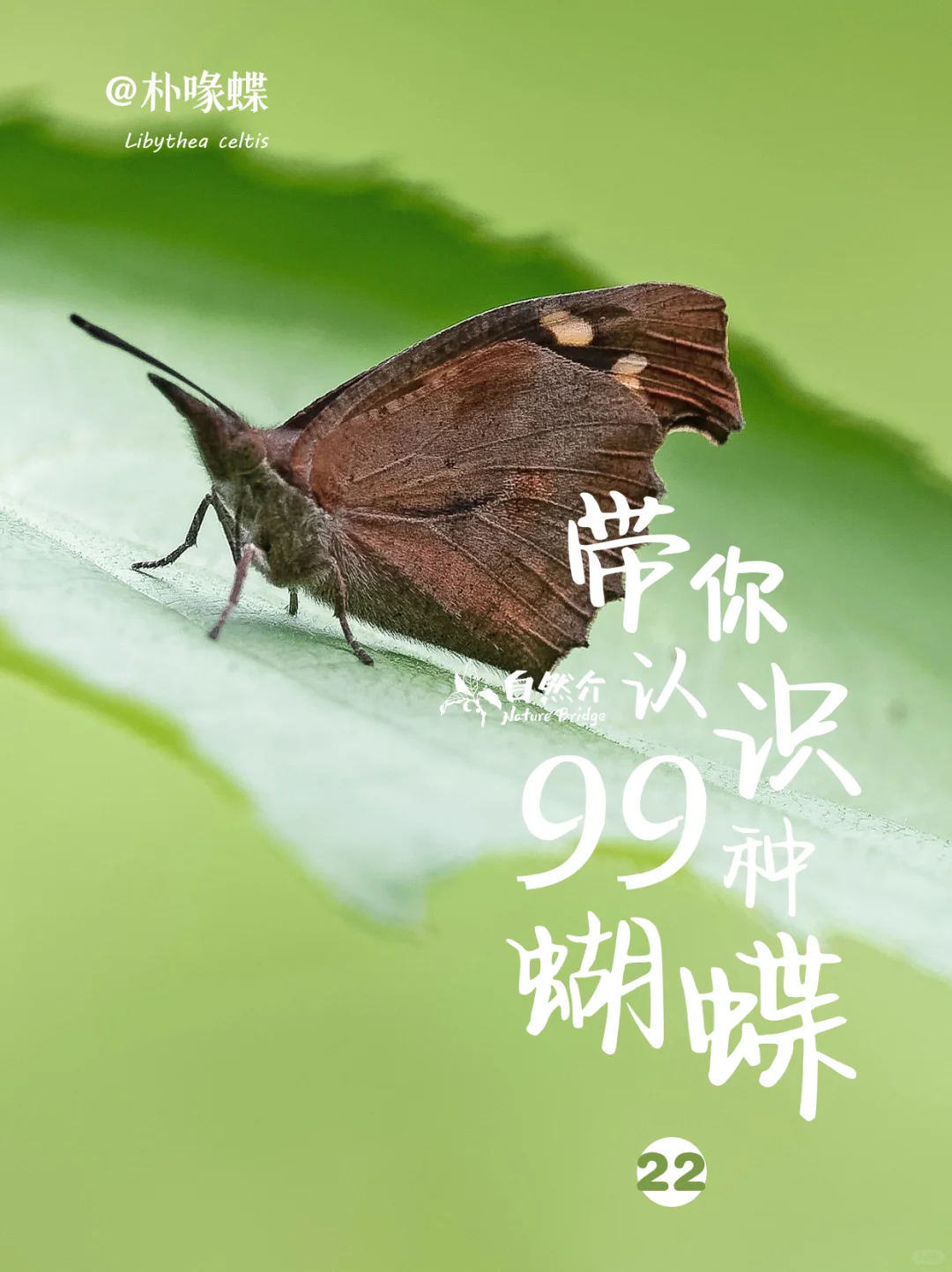 带你认识99种蝴蝶