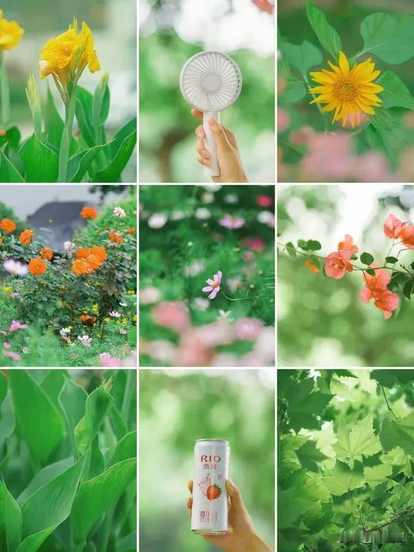 夏日生活打卡季 夏日炎炎，今日入伏，接下来 40 天可有得热了。好好照顾自己的身