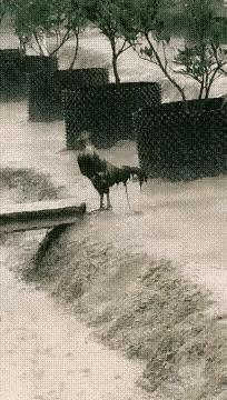 看到这只倔强的公鸡，你或许会问：这是不是AI呀，不然它怎么不知道躲避呢？真不是A