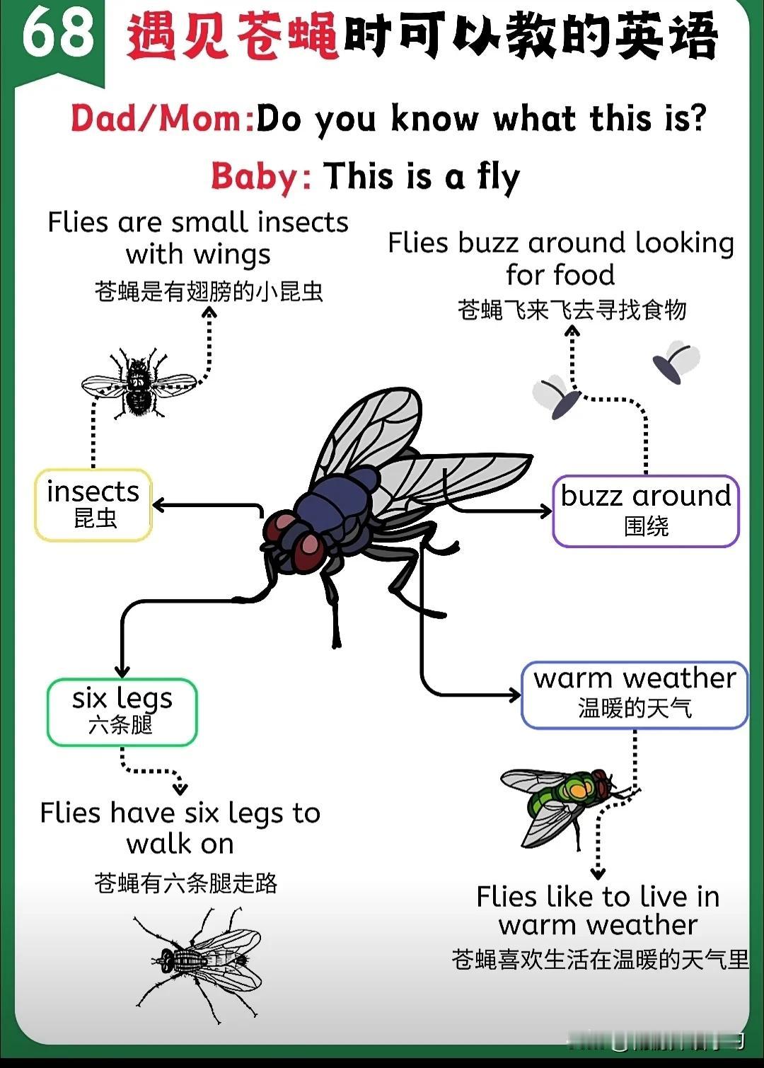 跟“苍蝇”有关的英语词汇