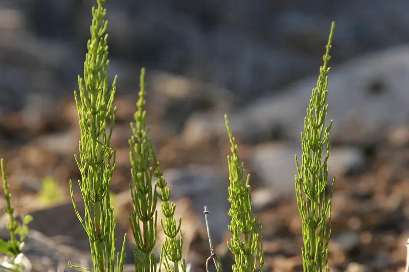 辽宁庄河8岁男童爬山挖野菜，竟疑似发现金矿线索，这事儿太神奇了！4月16日，孙文