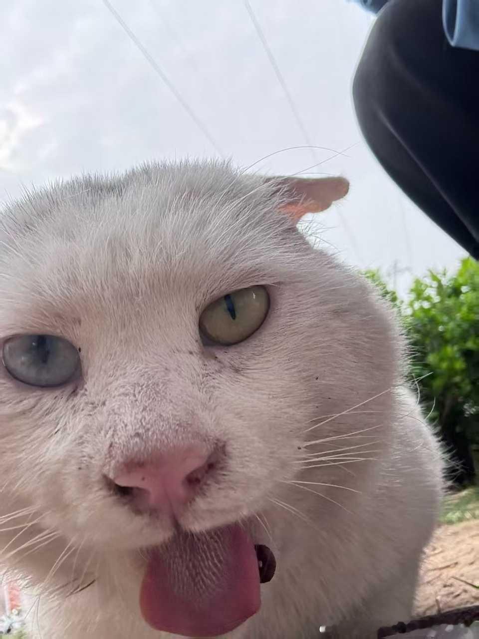 49435【丑猫】大白馒头 