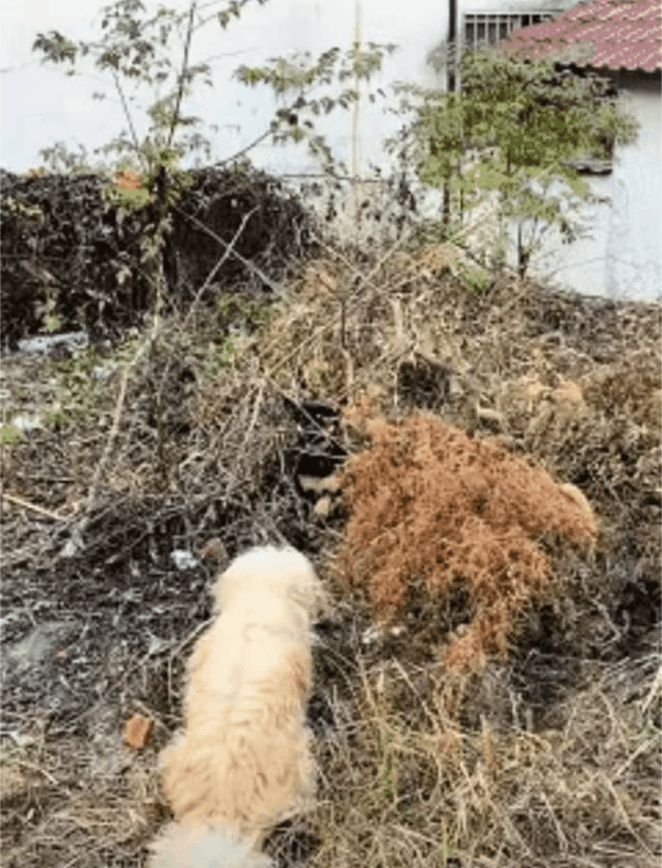 安徽合肥，一女子养的小狗突然不见了，第二天女子和爸爸找到小狗时，它却不肯回家，接