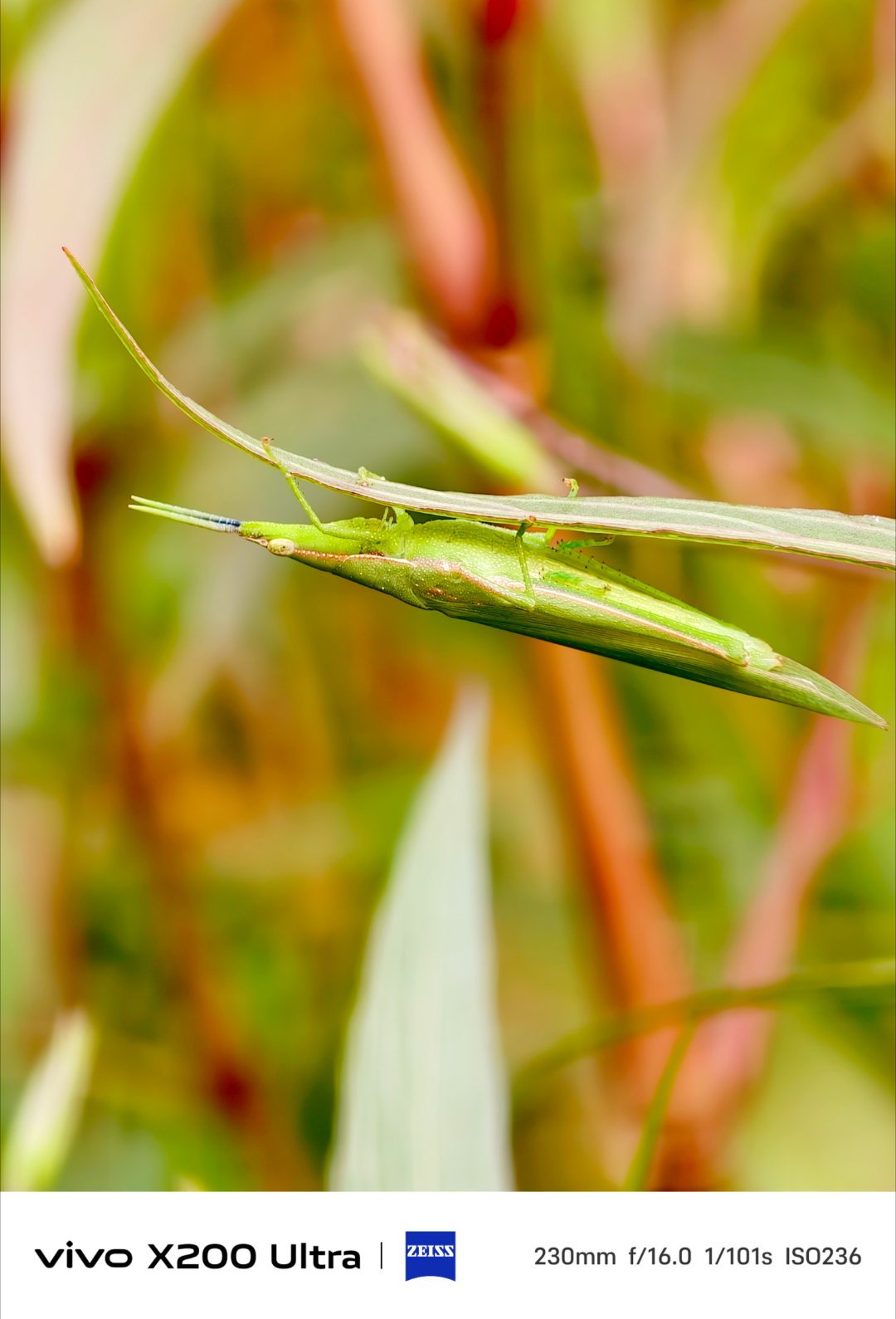 你们老家管这东西叫啥？ ​​​