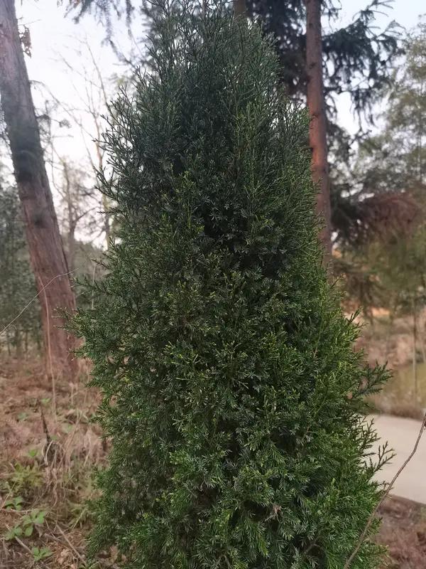 这描述实在是太奇幻了！设想一下，在武汉，有个身着红衣的女孩脚踏滑板，宛如身怀轻功