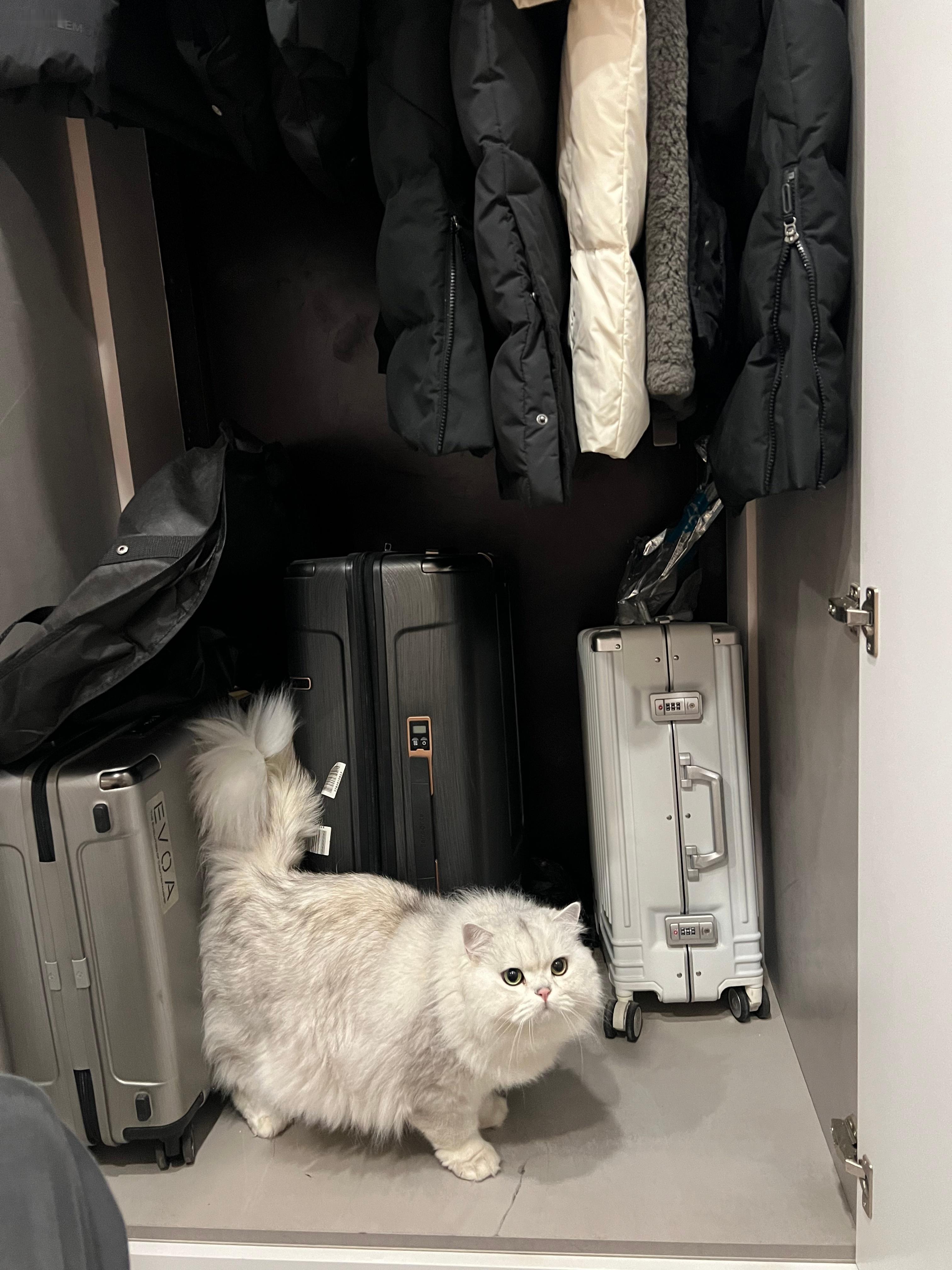 “这日子一天也过不下去了”#英国长毛猫##银渐层##辣椒家新家回访# ​​​