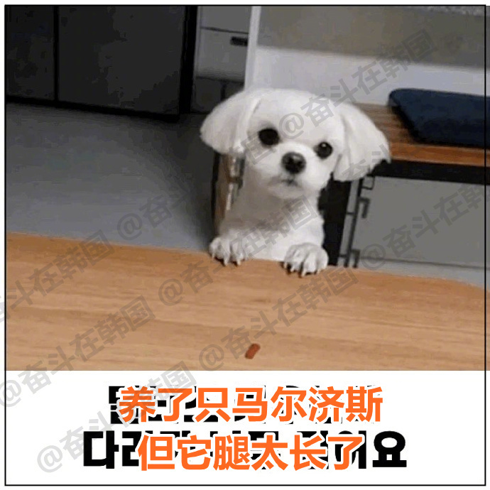 养了只马尔济斯，但腿太长了... ​​​海外新鲜事 热点现场 ​​​
