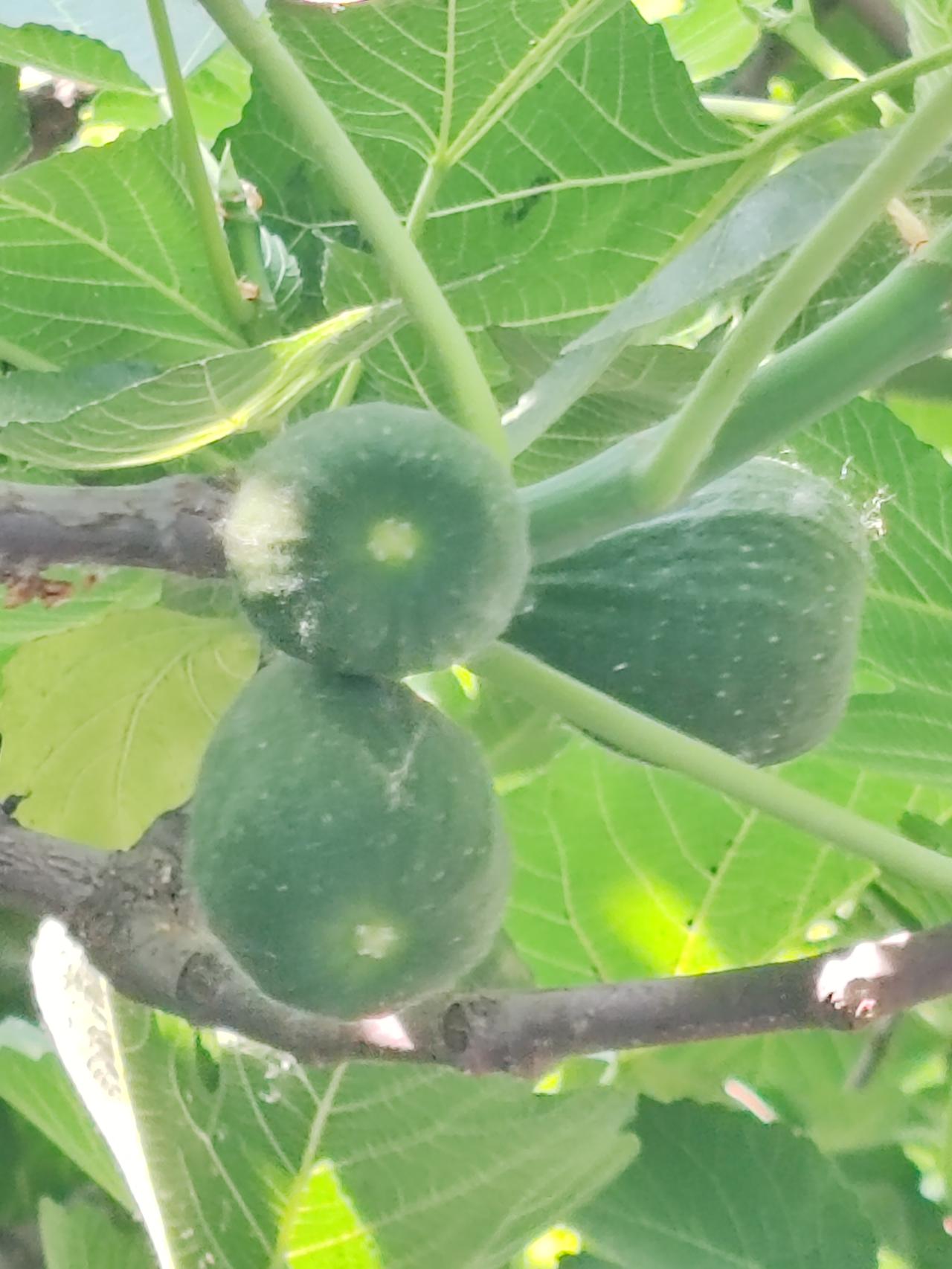 相册里的花花草草《无花果》无花果有花，平的羞答答。藏在果皮下，只有虫看她。
