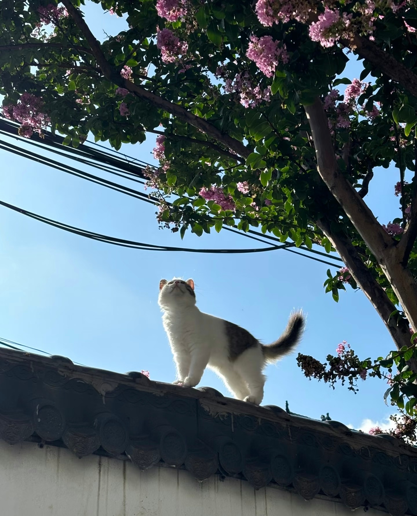 好像宫崎骏动画里的猫猫 ​​​