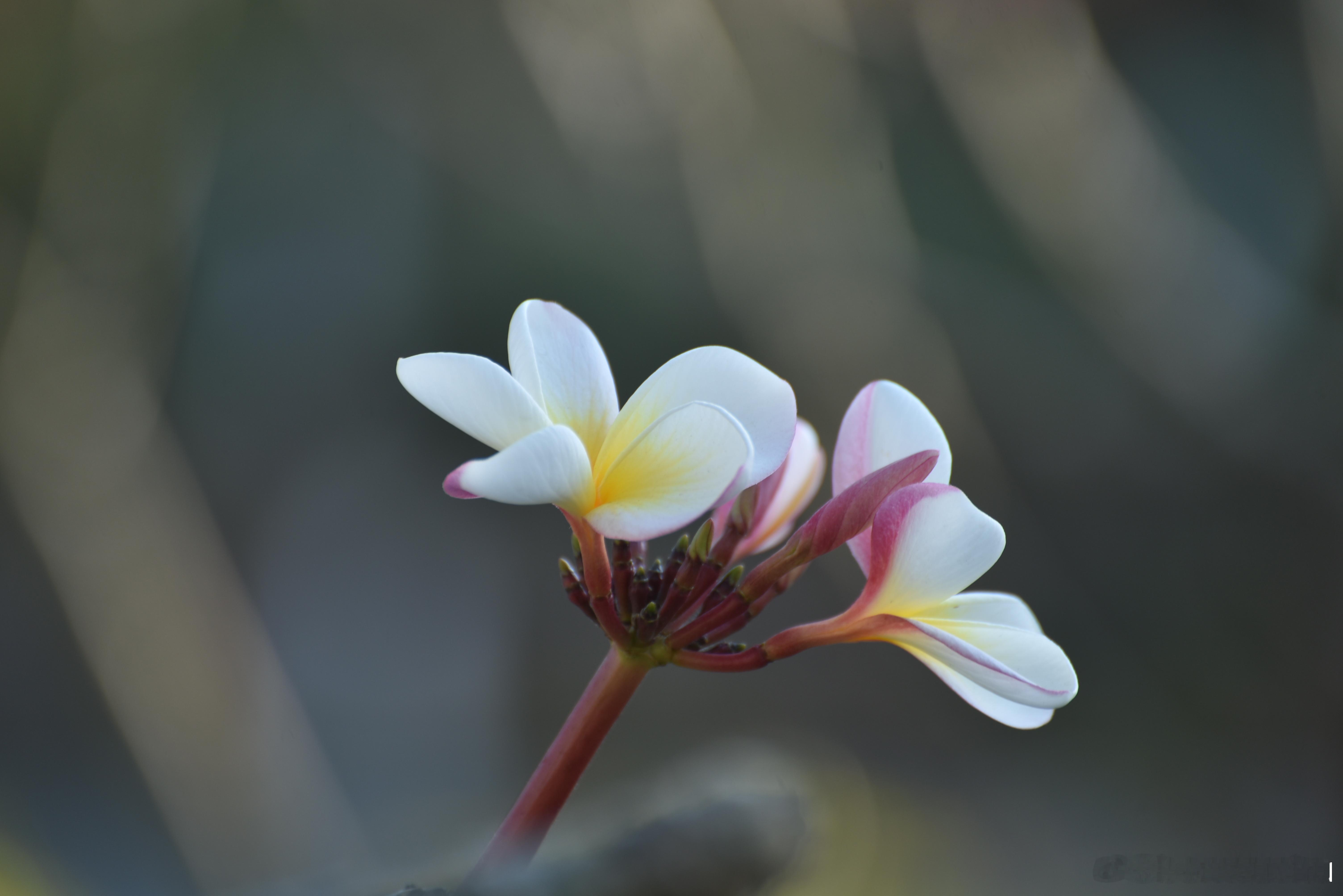 摄影技巧[超话]  浅粉黄心鸡蛋花 花语：孕育希望、复活、新生 