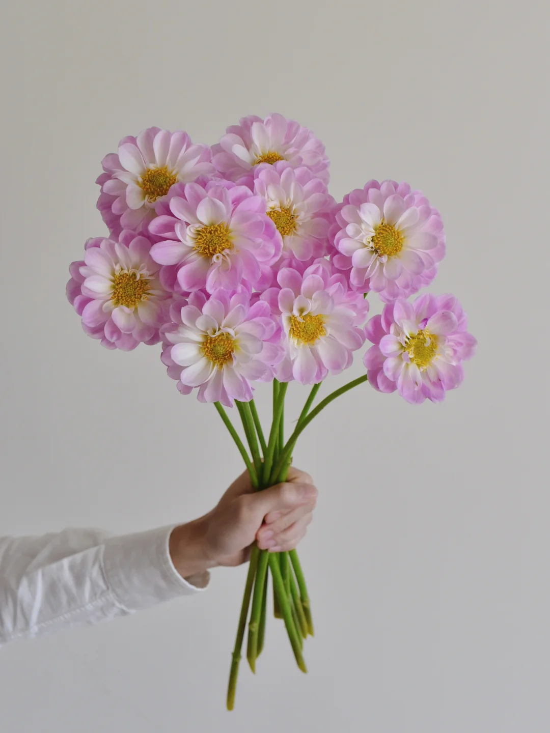 月琪农场大丽花·新品粉紫