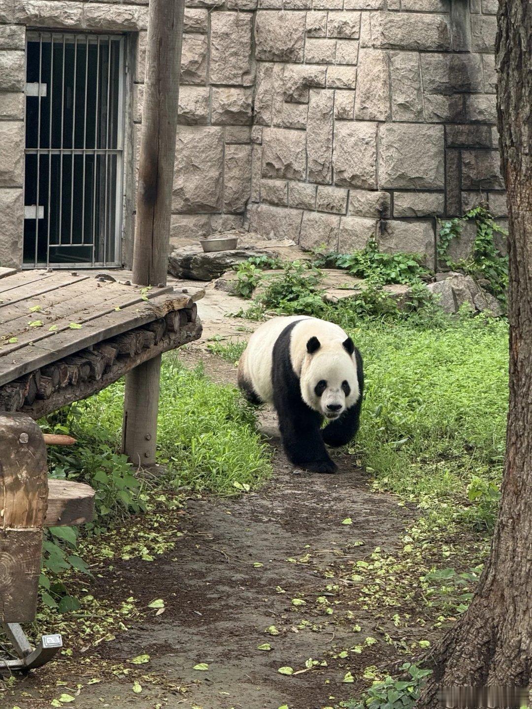 熊猫守护者 当生活给你一百个理由哭泣时，请给自己一千个理由微笑。因为你不知道，在