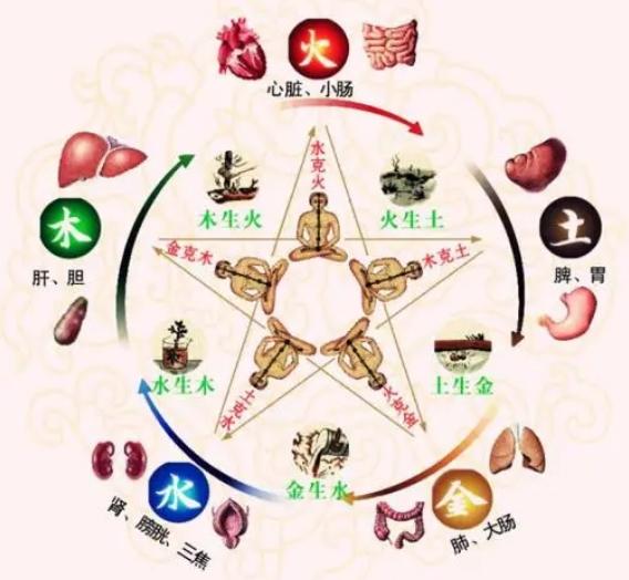 中医为什么说：肺不好找大肠 ，心不好调小肠 ，胃不好要找脾？

首先说肺不好，对
