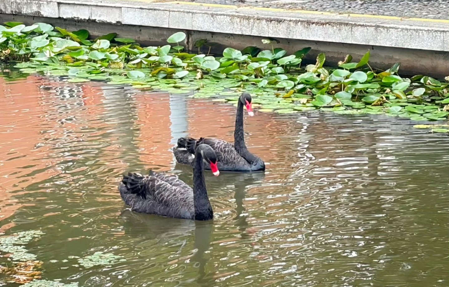 南京工业大学一黑天鹅被撞后死亡关于校园行车这件事不是说了很多遍了吗？能开进学校的