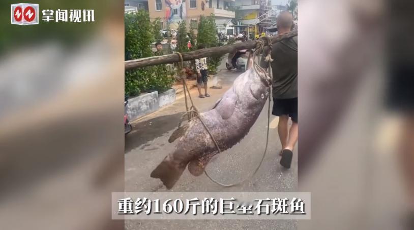 海南海口一渔民在海上捕鱼时，一网下去竟捞上来一条160斤重的巨型石斑鱼！这条鱼体