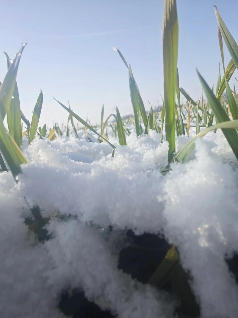 上联:寒风欺老树，邀你赐写？下联：新雪护幼苗。