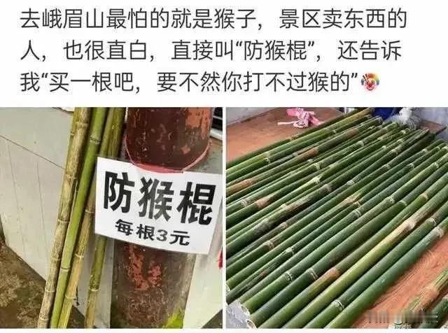 我想起一件事
去年暑假@老徐说道 去了一次峨眉山
买了一根，结果被猴子抢来打他了