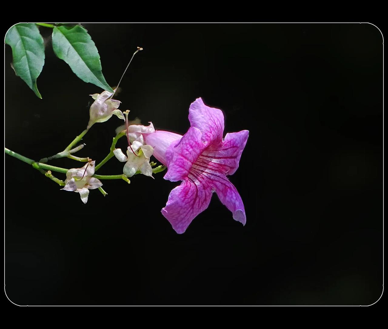 《非洲凌霄花》
拍过本地的凌霄花，第一次看到非洲凌霄花。自我感觉非洲凌霄花更好看