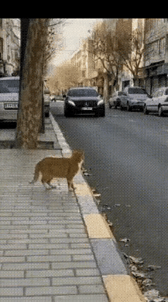 惊呆所有人！
      路边小猫见车冲来竟当场“碰瓷”，噗通倒地还花式翻滚，起