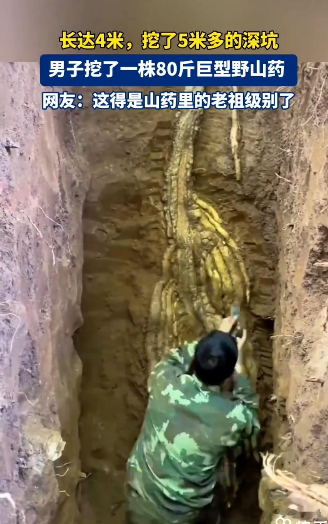 这下彻底解释不清了！
男子去山上挖山药，居然挖到了山药的老祖了，普通的山药大家都