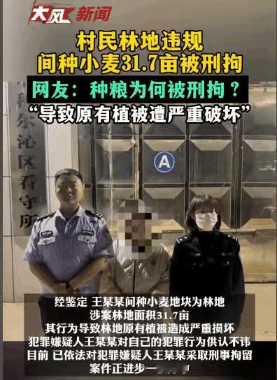 “种麦子也犯法？”内蒙古村民在自家承包的林地种了31.7亩小麦，结果被刑拘了
