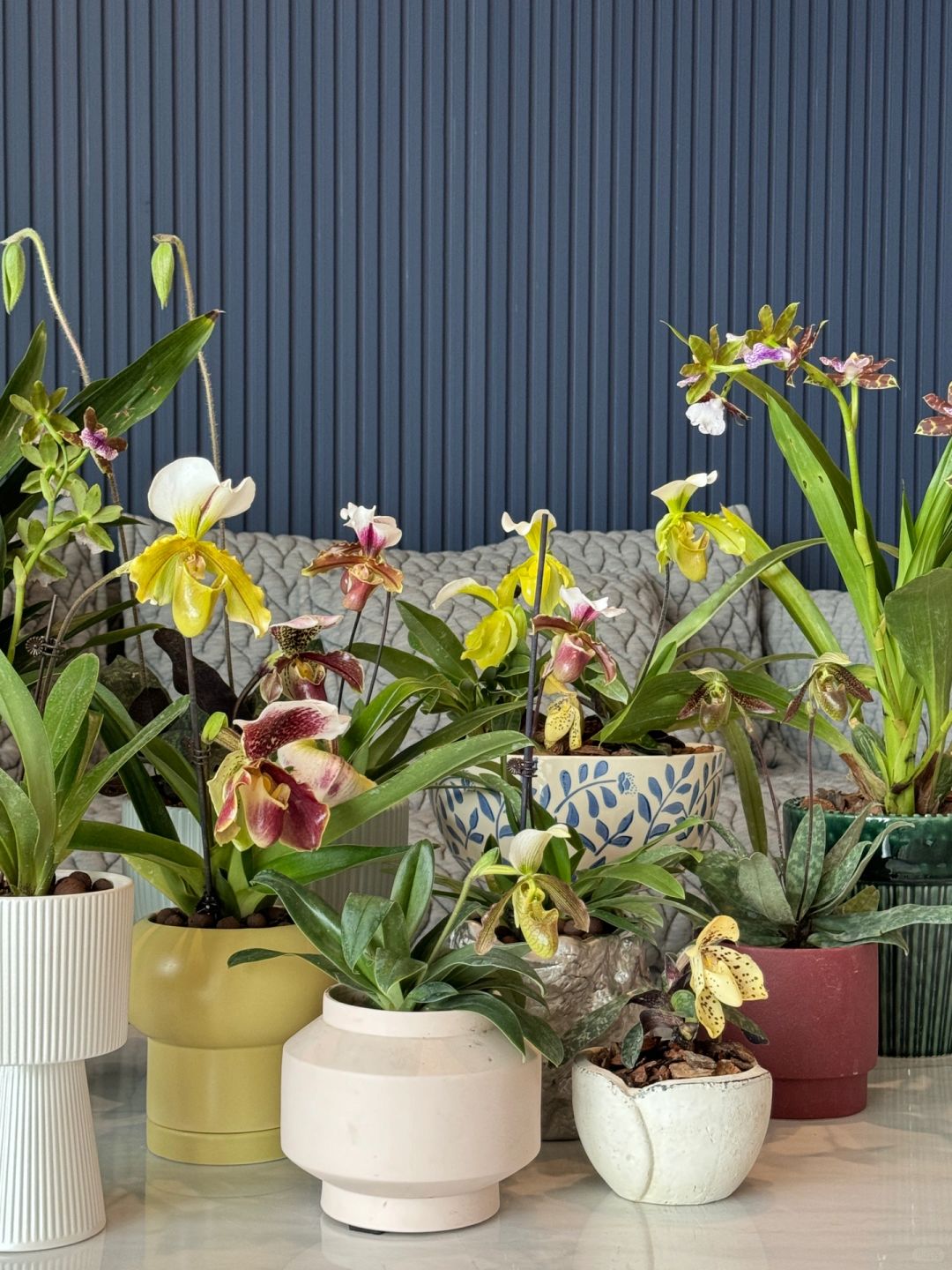 客订盆栽｜兜兰盆栽 今年的年花不用愁了