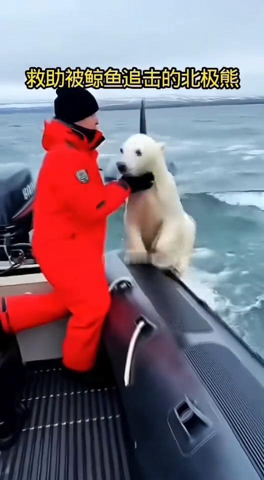救助被鲸鱼追击的北极熊。