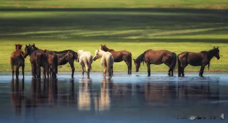 冰面碎裂13匹马扎堆喝水落水淹死 12月5日，黑龙江黑河嫩江市七星泡农场发生了一