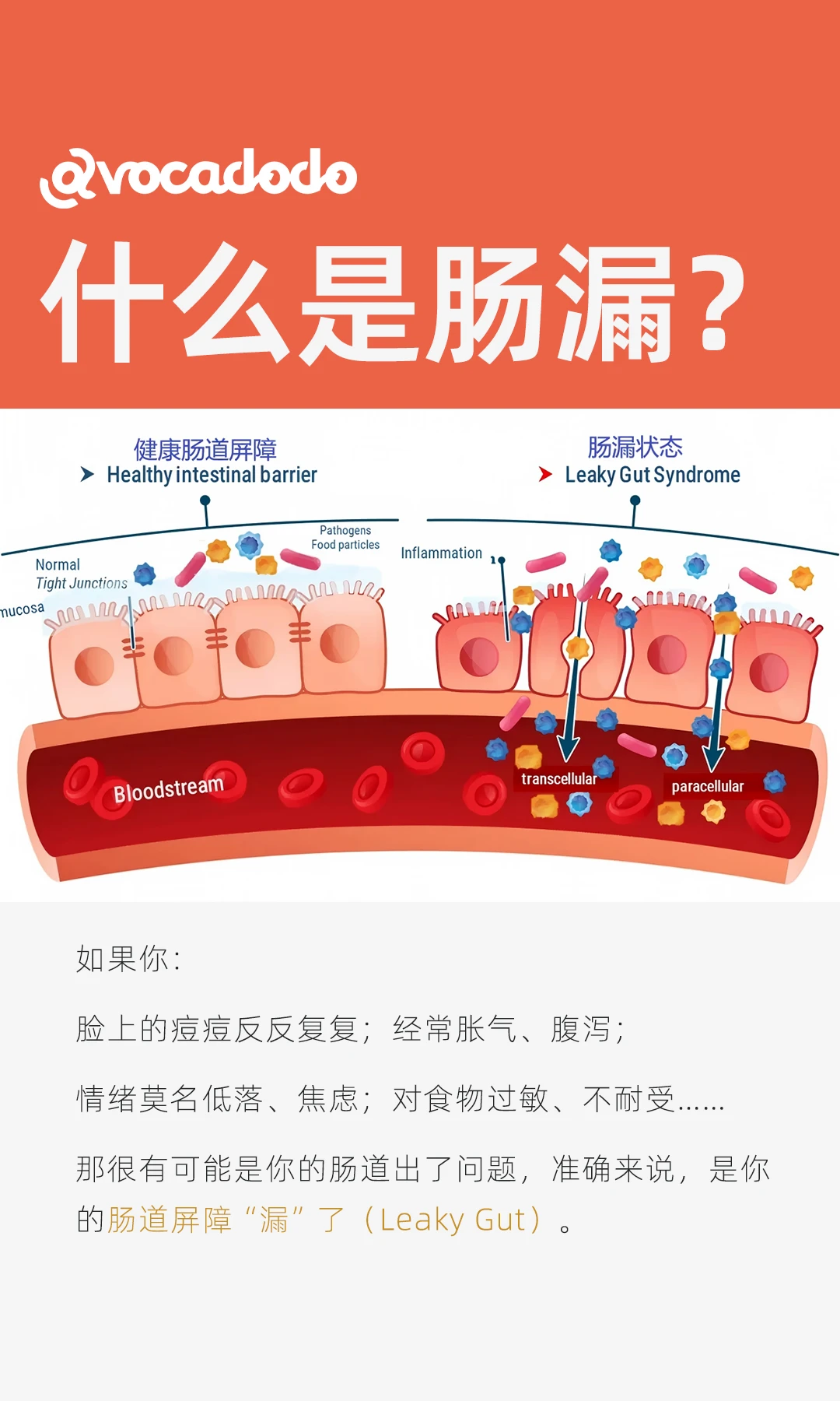 长痘过敏焦虑自免桥本，根源可能是肠漏