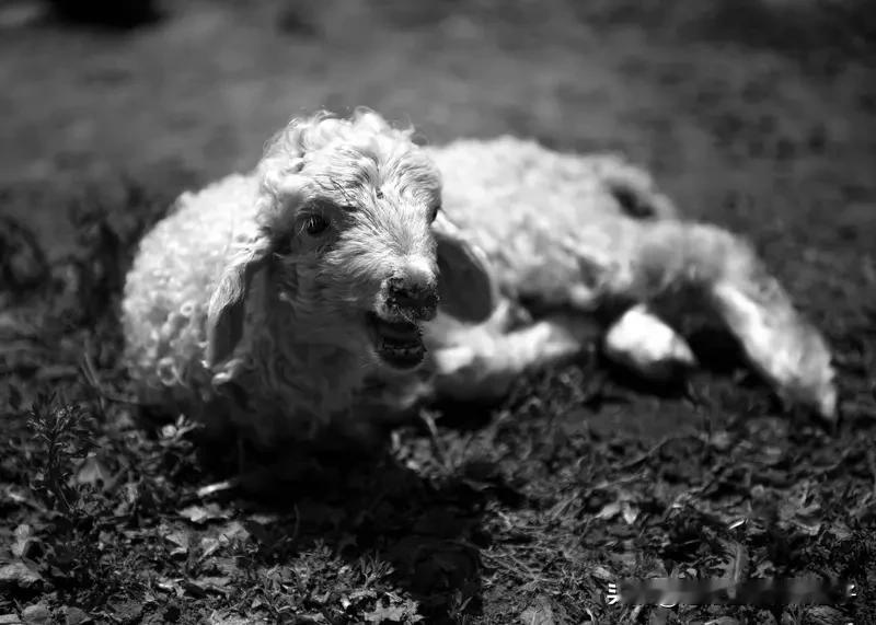 宁夏装死小羊身价暴涨至30万 宁夏有只小羊可太火了！这只小羊身怀“装死绝技”，只