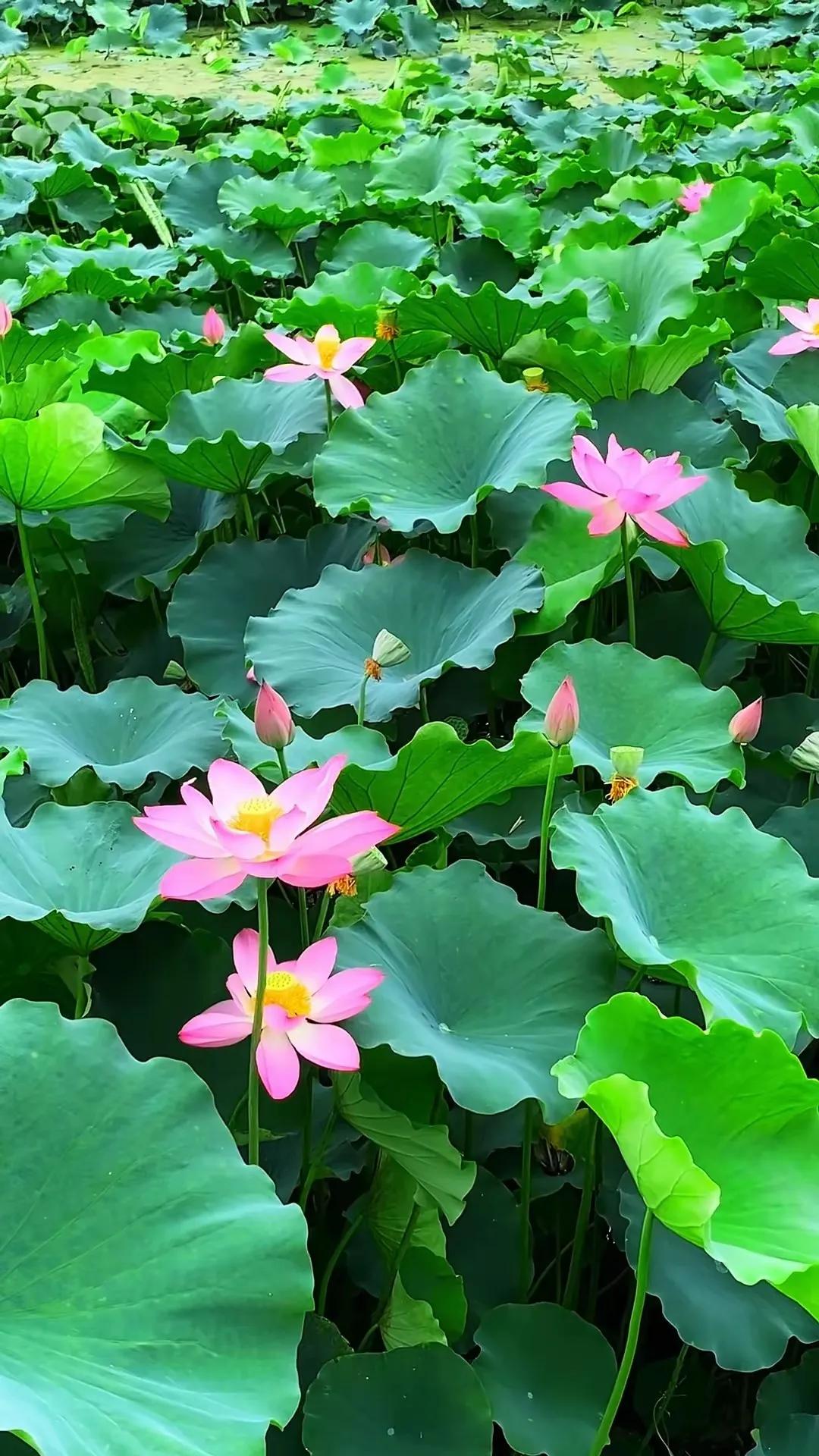 上联：雪吻秋枝，红妆依旧
下联：雨润夏荷，翠绿光鲜