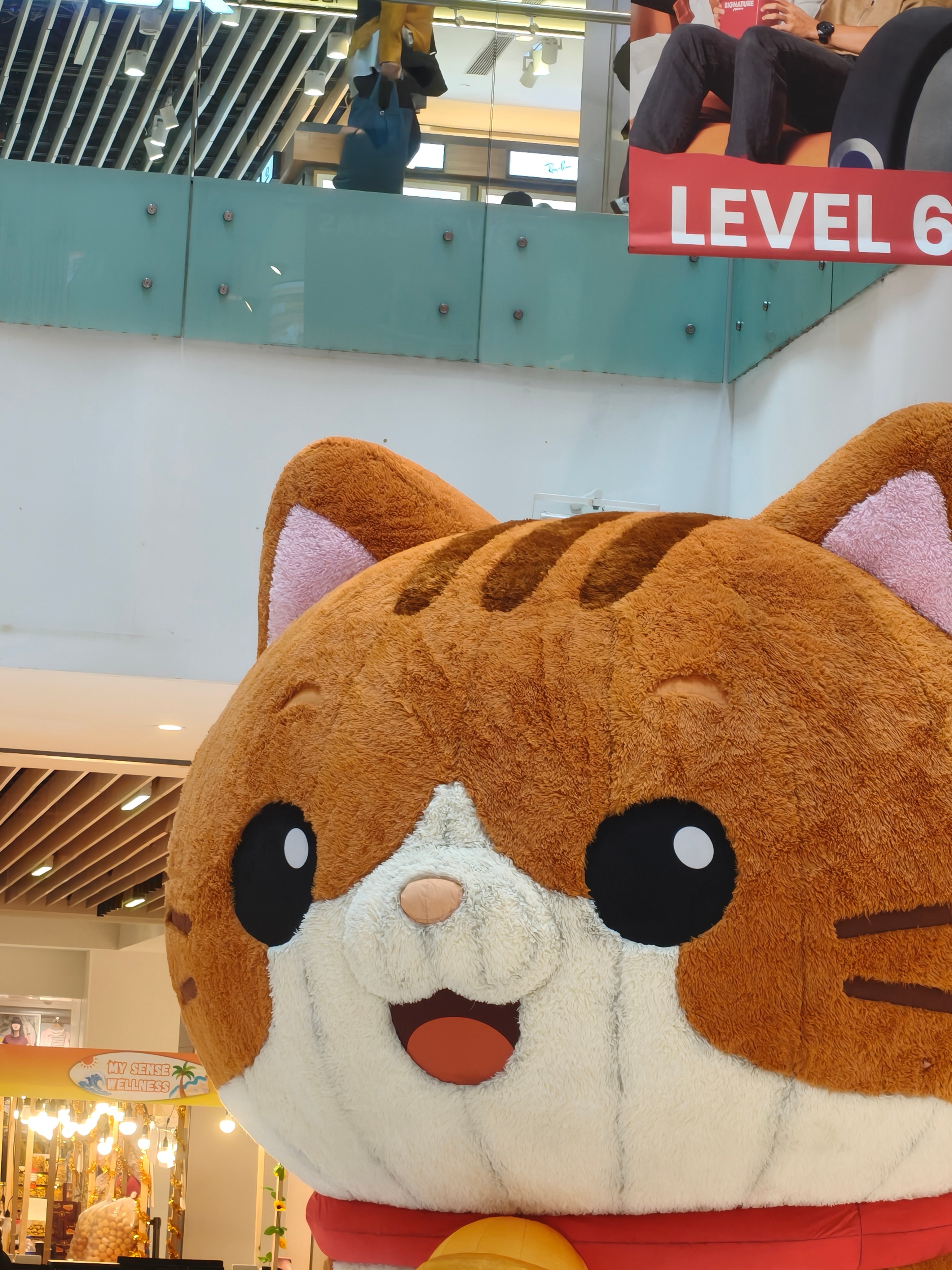 逛商场随便看到一只大猫咪，都会想起大南瓜