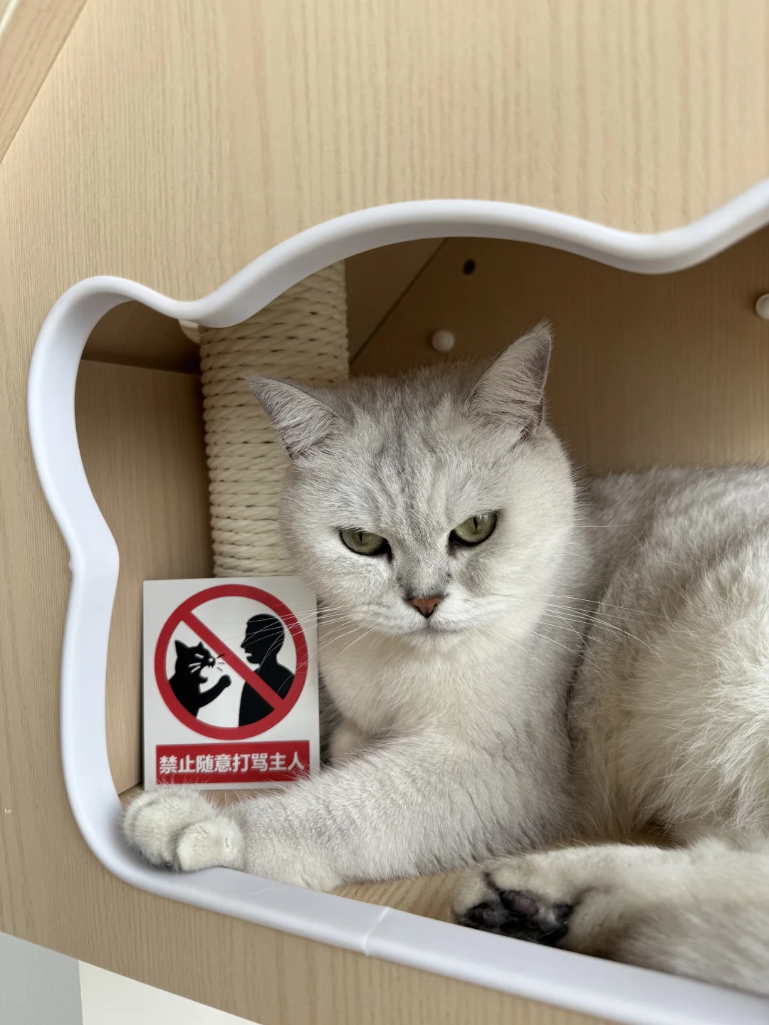 当小猫养的人类拥有了3d打印机
