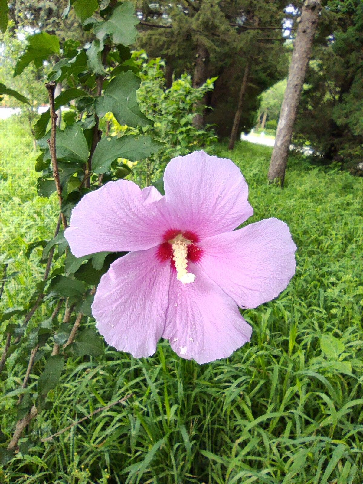 夏日盛开的《木槿花》
   昨日打卡沈阳北陵公园，在皇太极广场西侧，有一处面积较