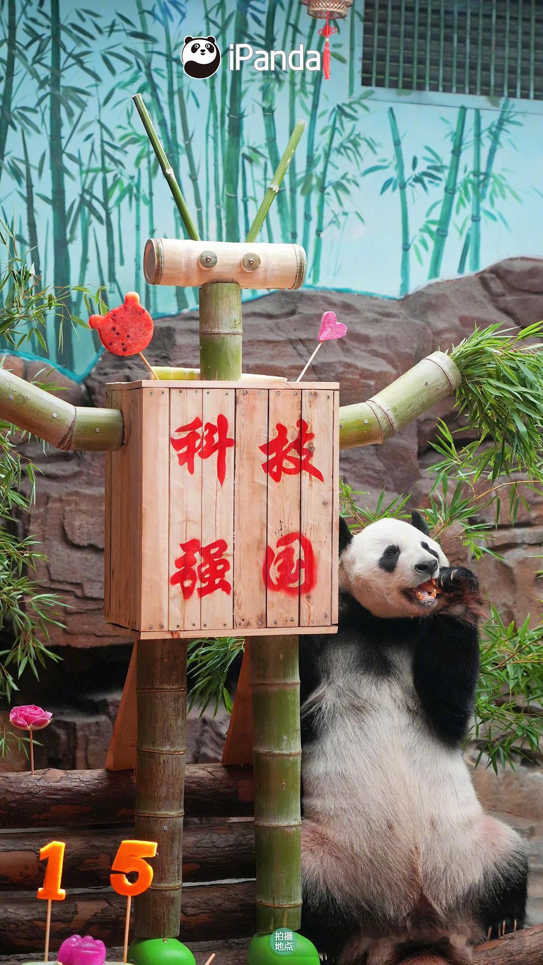 【今天它生日，送上你祝福[么么哒]】今天的大熊猫“二喜”15岁啦～饲养员们不仅给