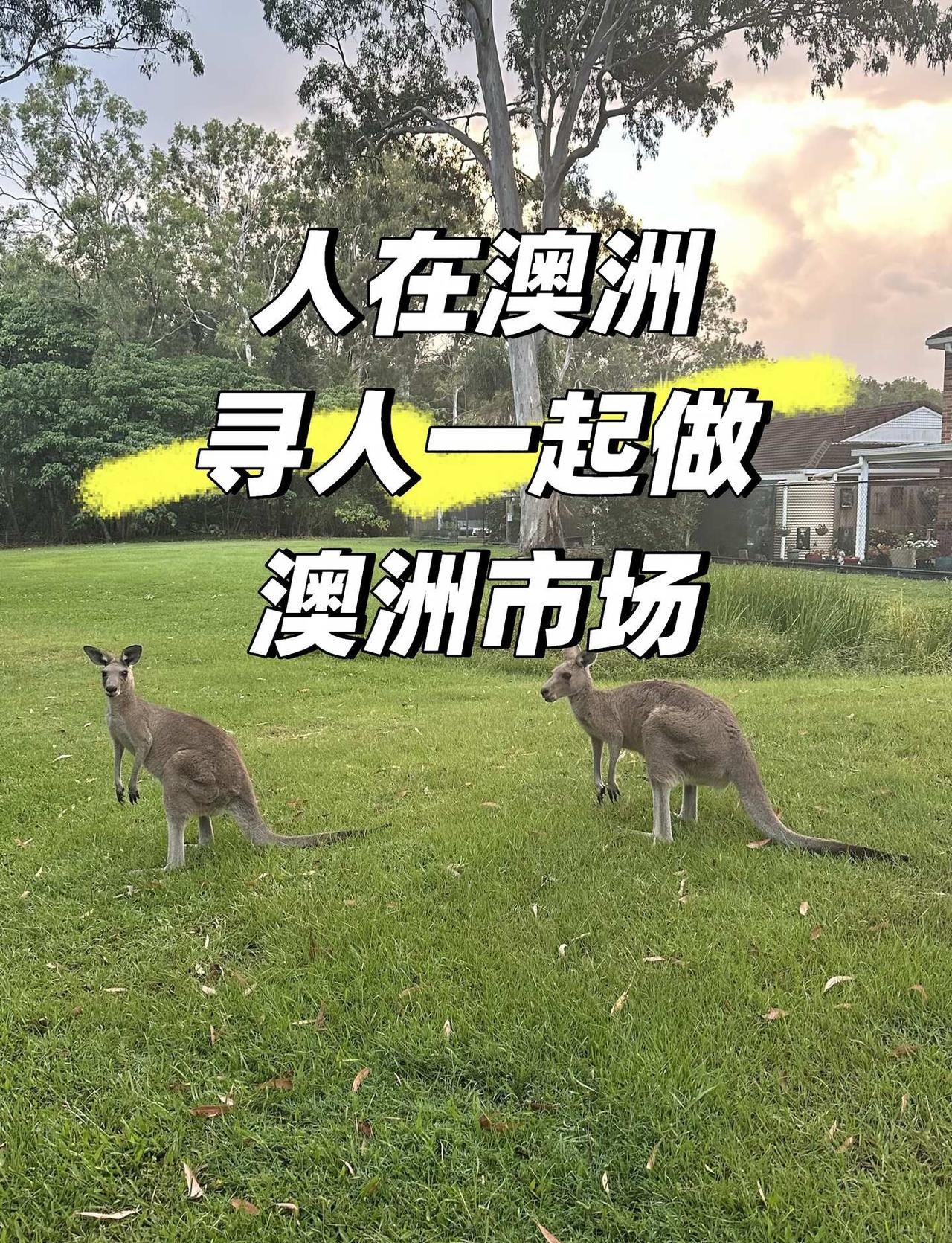 澳洲电商
在澳大利亚生活和学习，我自己一直在做电商，对欧美的消费习惯、市场环境和