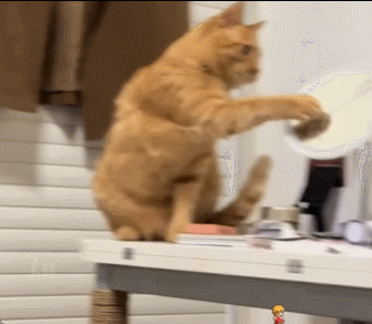 猫：怎么样？你敢打我吗？ 